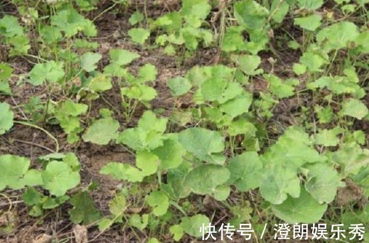 养身|农村此药草号称解毒王,被很多人当是野草,男女老少滋补养身