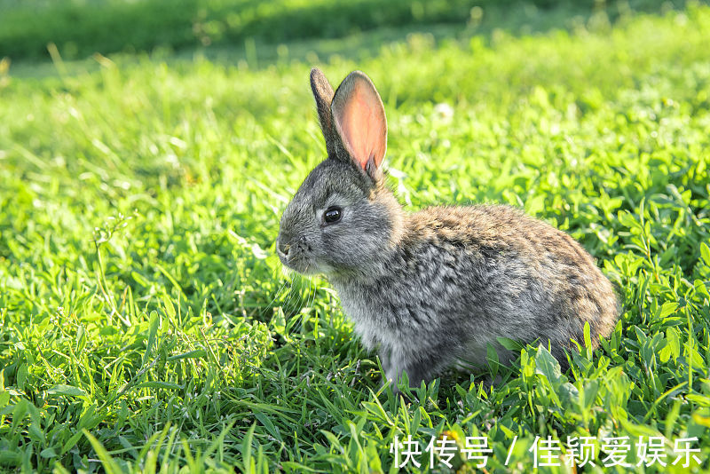 好运|生肖属兔人，8月下旬好运滚滚来，事业突飞猛进