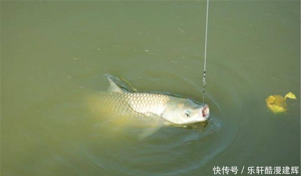 手竿钓草鱼,关键在于用饵,饵料对了口,大草鱼也能连竿