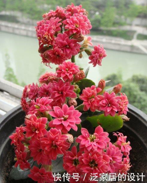 叶片肥厚|8种漂亮花,再宠爱也不能惯着,少浇水、用小盆,越养越精神!