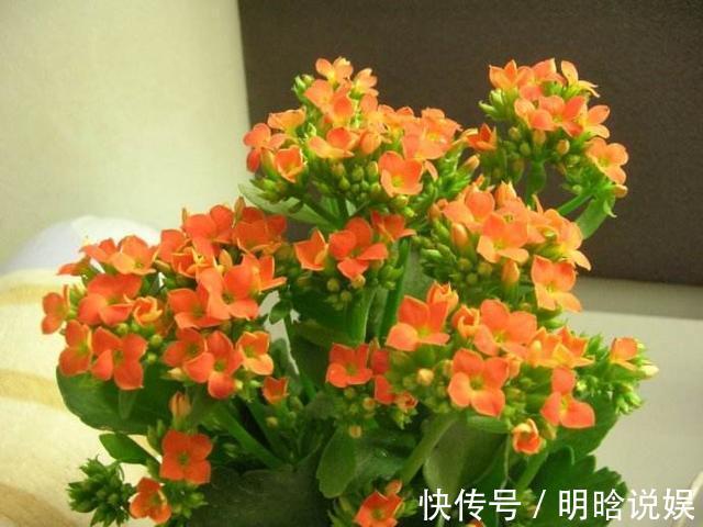 长寿花是时候施肥了，来点白色粉末兑水浇花，睡醒了就等开花