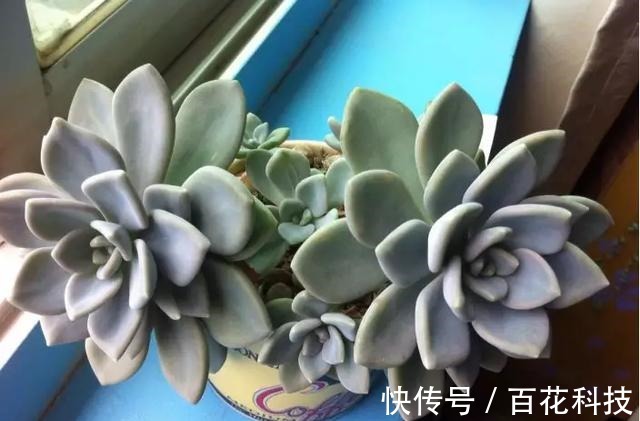 要点|60种多肉图鉴及养护要点，1分钟学会，超全超实用！