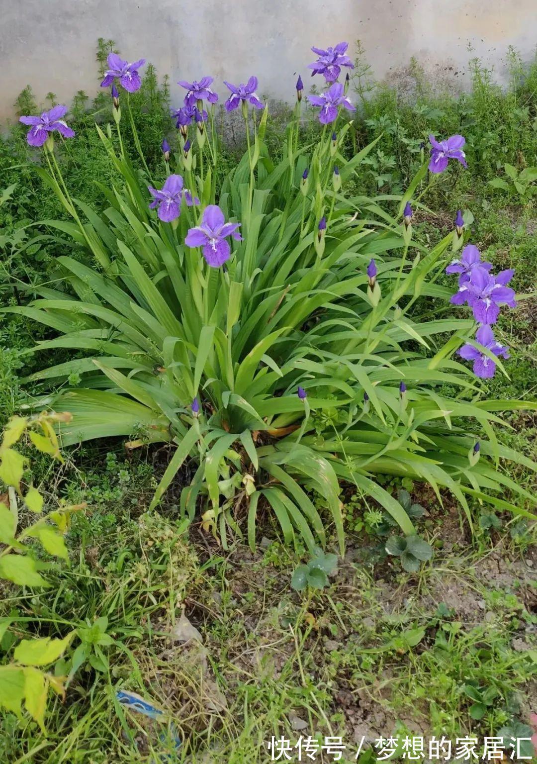 10种花太能喝水,一天一瓢水,7天爆满缸