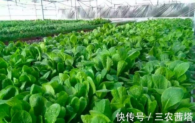 小白菜种植方法和时间 小白菜种植方法和时间