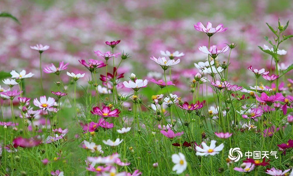 重慶南平壩格桑花盛開扮靚江岸 中國熱點