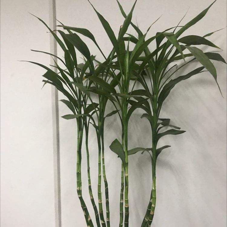 这5种绿植，一看就很有“富贵相”，放家里很养眼，寓意也很好