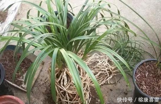 兰花|盆栽兰花 有这5种情况必须赶快换盆