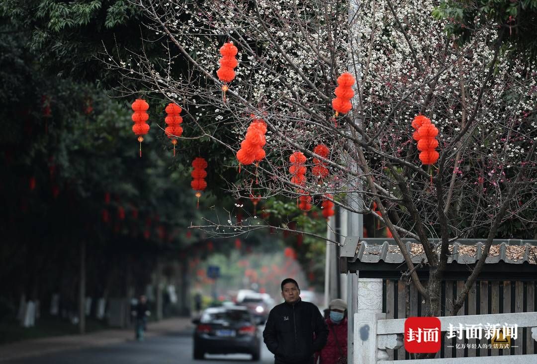 杨涛|春花灯笼相伴 成都街头年味浓