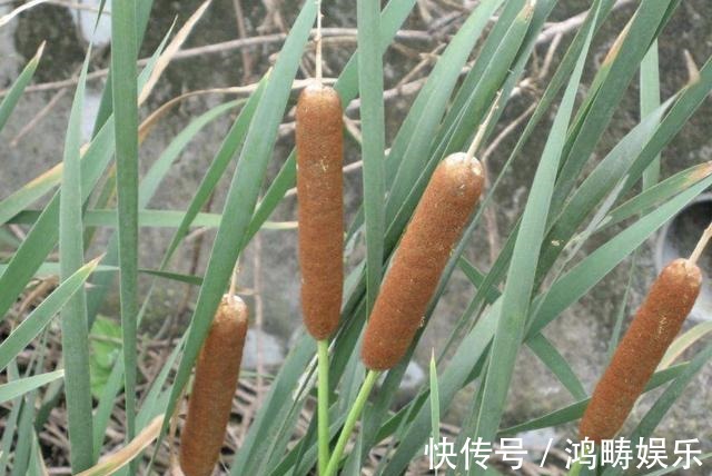 植物|在河边,有1种奇特的“植物”,被称为“香肠草”,殊不知珍贵!