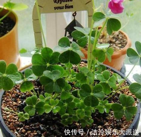 大蒜|大蒜养花好处多,使用正确花草不生病虫害、黄叶情况少得多