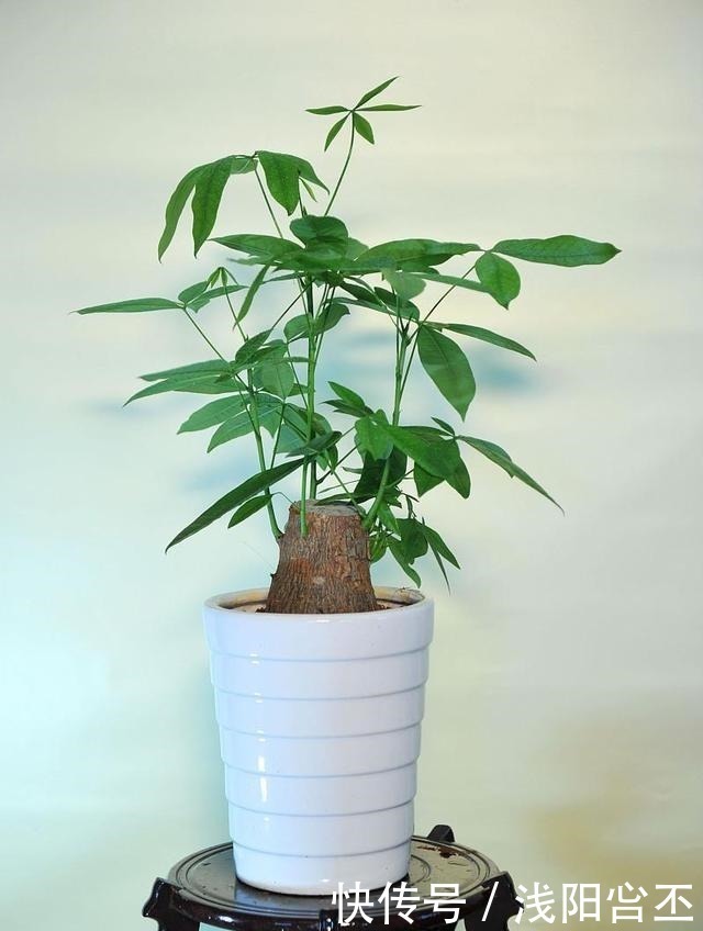 金钱树|家中若能开“4花”,既是养功到位,又是“财气”到位,恭喜你!