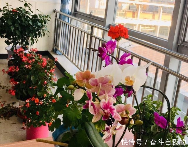 别再稀里糊涂养花了,这些基础常识,很重要!