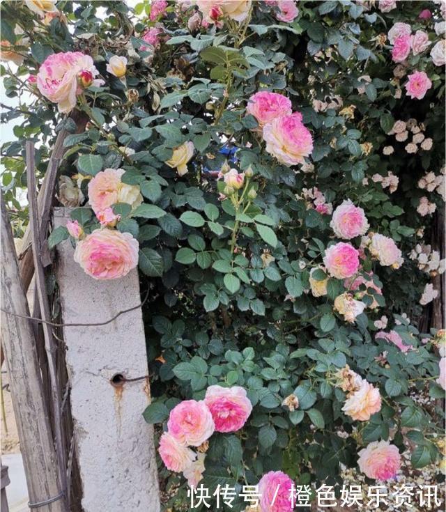 细数10种狼牙棒月季,怕刺的可绕道