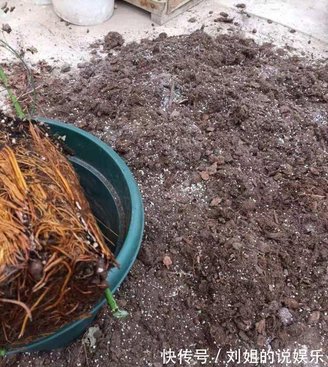 养分|养花的“旧土”别浪费,3步巧加工,又“肥的流油”,养花一级棒