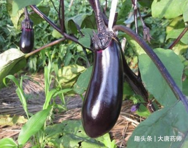 冰糖银耳羹|肺不好不能吃茄子5种食物不妨多吃,养肺护肺,肺好百病消!