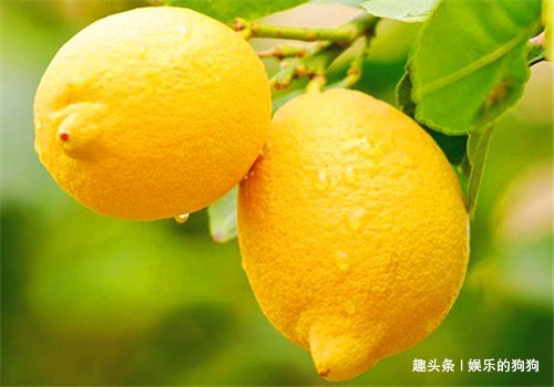 柠檬|冬季来了,多吃的养生食物,消食开胃,润肠通便,早吃早好