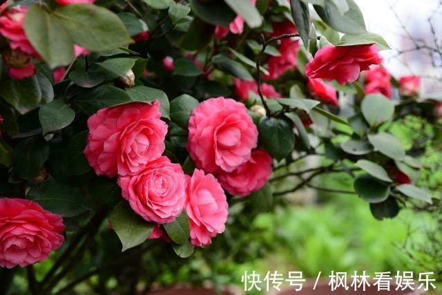 八月适合养茶花，这几招做得好，冬天省事开花也多