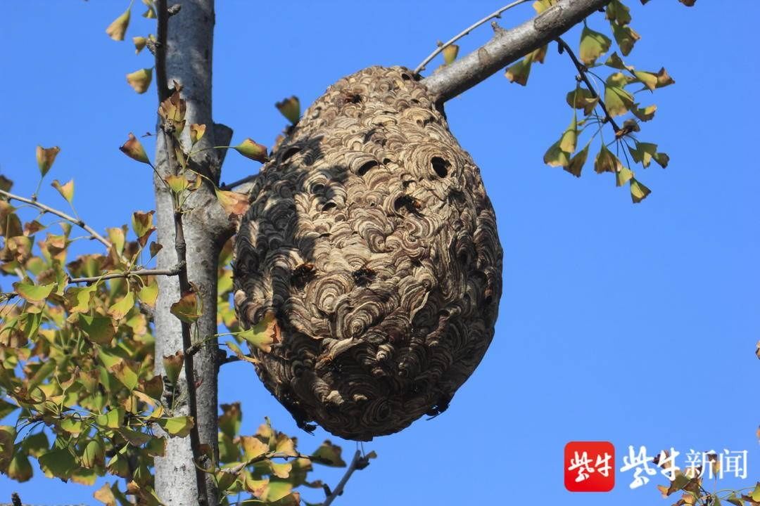 南京|南京滨江外滩马蜂窝比篮球大，外观奇特引人关注