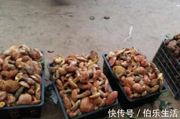 红蘑菇|农村这个''东西''一斤超千元,一年可捡2次,吃过的都说奢侈!