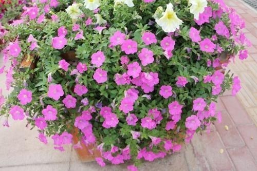 随便扔土壤里就能生长的花卉!给一点花肥就能养成“花球”!好看