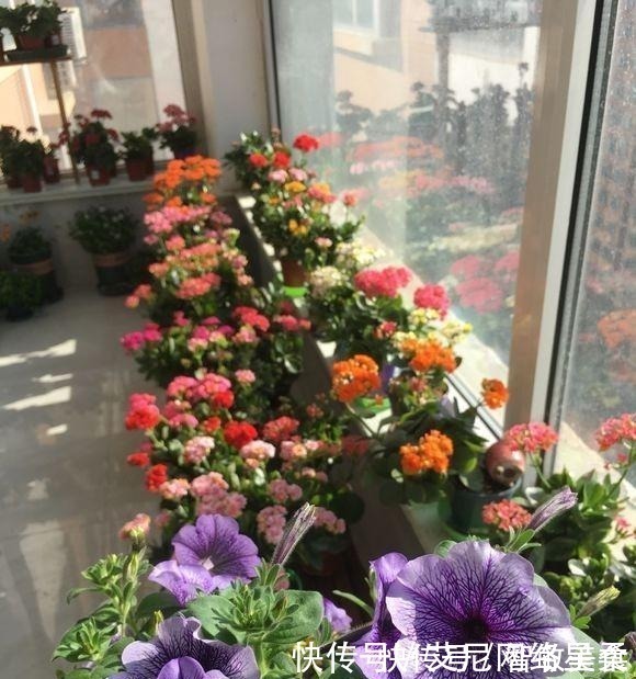 家里养花,就选这几种,一年四季不用管,给点阳光就开花