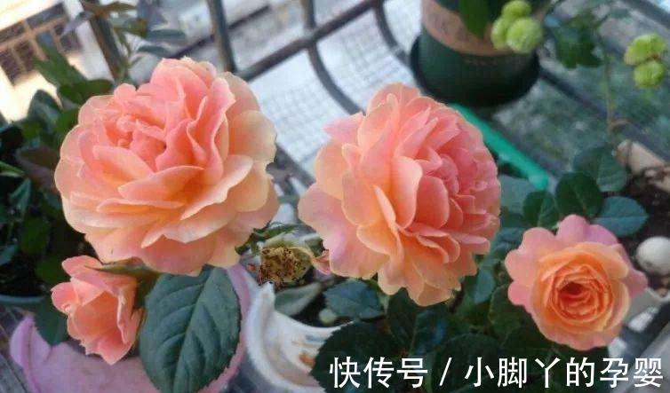 阳台系列之假日阳台