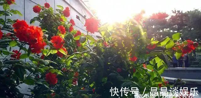 院子|它们是“庭院3宝”,有院子一定要种全,开花时让人羡慕