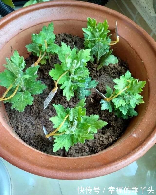 冬天快扦插这3种花,插土里生根很快,成活率高、花多又美