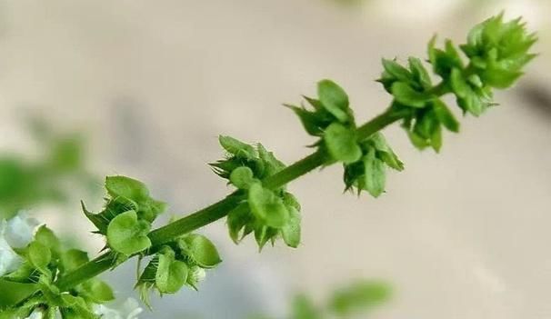 餐桌|农地里一种野菜，养心平肝降三高，被称为餐桌上的“胰岛素”