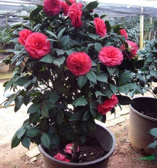 冬天只养这2种“花”,尤其是第2种,零下8℃也能活