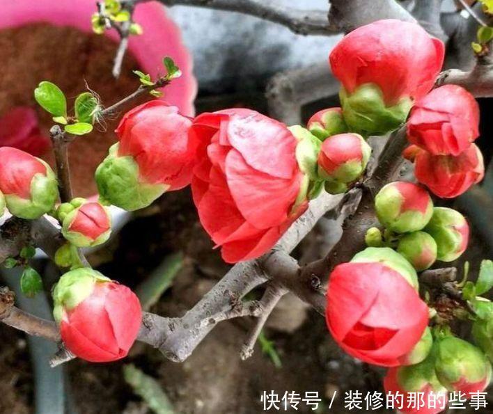 几种适合冬季养的漂亮花,好活易爆盆,花美心情好
