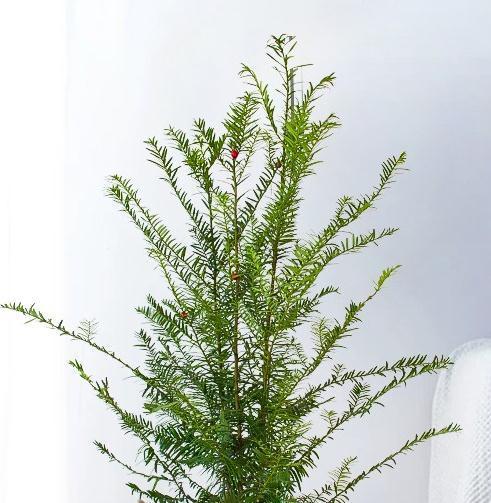 最近家里又多了一员，净化空气的小能手，落地款红豆杉