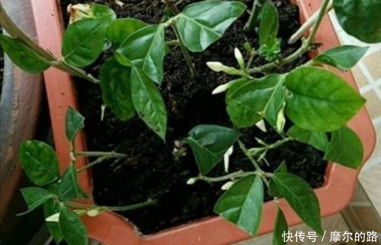 蟹爪兰|秋天扦插5种花,插穗能更快生根,不会出现黑腐,轻松爆满盆