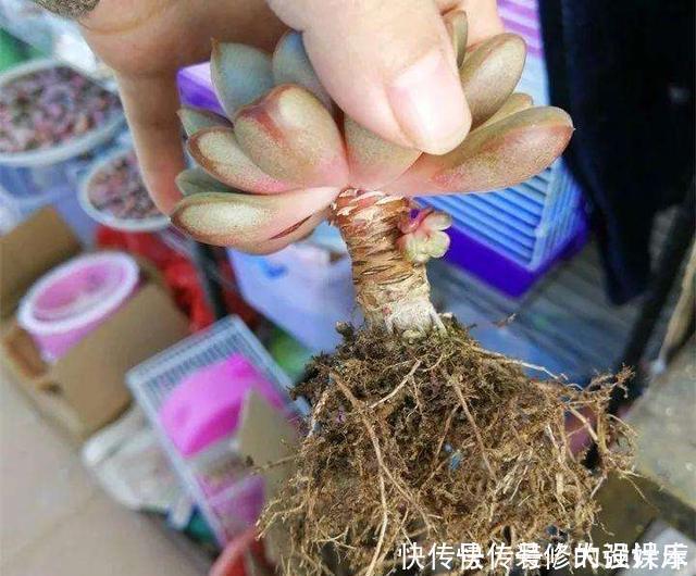 植料|多肉植物换盆别忘了做1件事，15天服盆，侧芽长不停