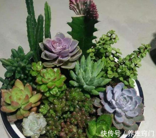 适合“懒人”养的5种花,耐阴又耐旱,扔在客厅1个月,依旧旺盛!