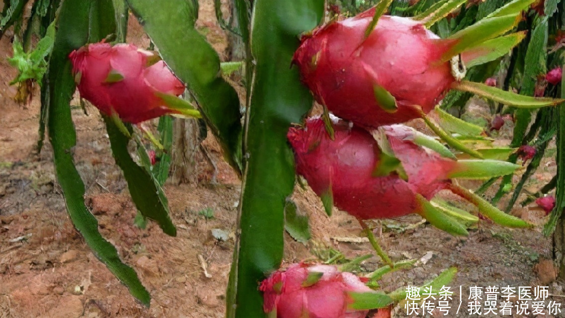 年轻|好吃又养生的食物,坚持常吃,提高抵抗力,越吃越年轻