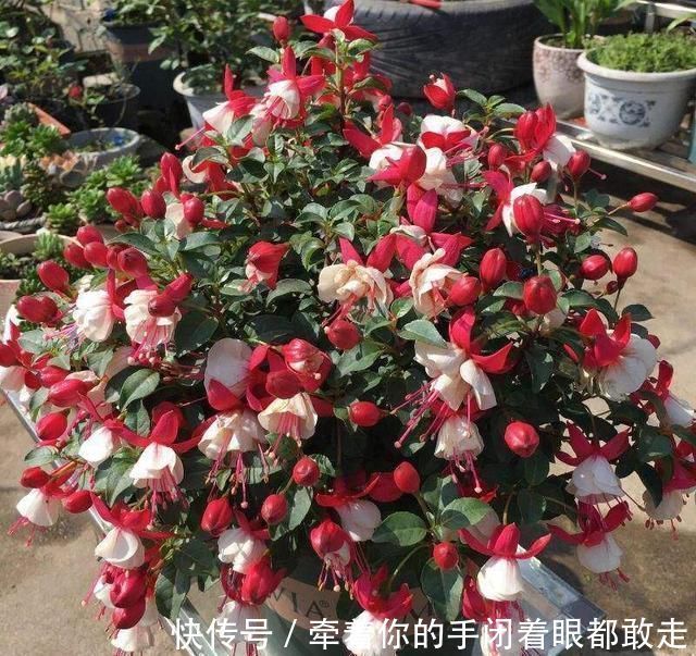 扶桑花|4种“花长寿”,一开花一整年,365天不间断,养一盆老划算
