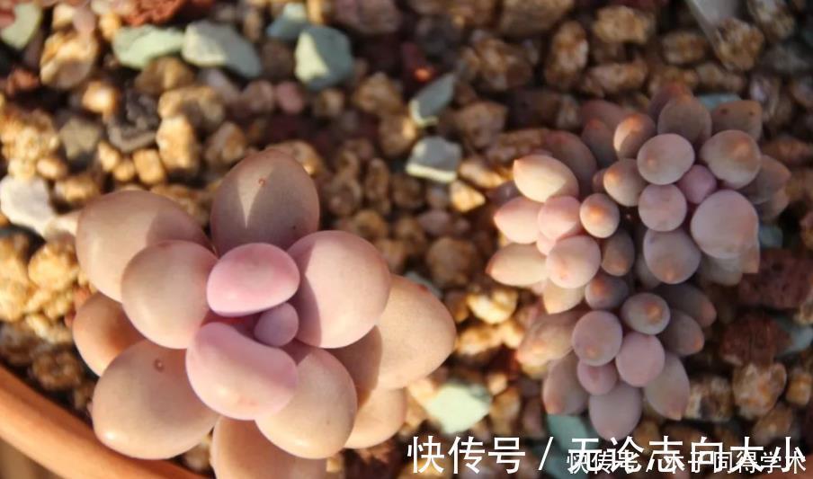生石花|5种一般人养不活的多肉,入坑前要做“功课”,不然养一盆死一盆
