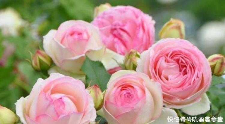 4种花好养又漂亮,美成了花园,漂亮好养,开花多,养家里太棒了