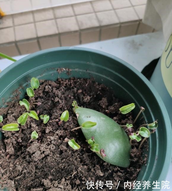 养这2种花的,冬天开完了,不要丢,简单“处理”,秋天接着开!