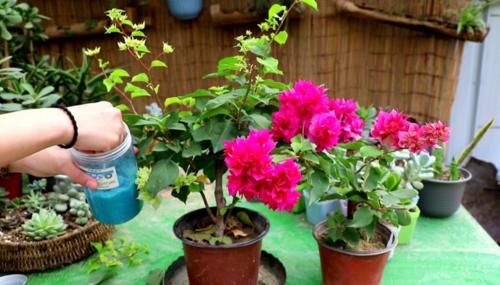 雨天三角梅如何控水，花后怎么做才能快速复花，分享我的方法