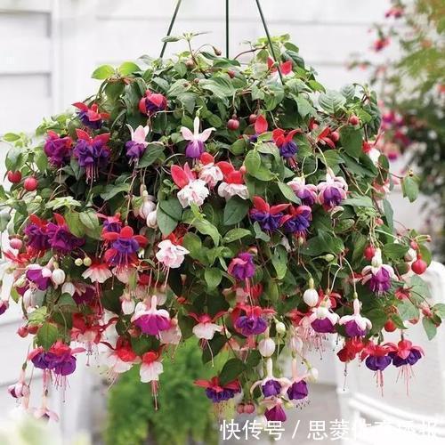 花卉|她家3平方的小阳台,几十盆花不停歇的开,邻居见了都羡慕