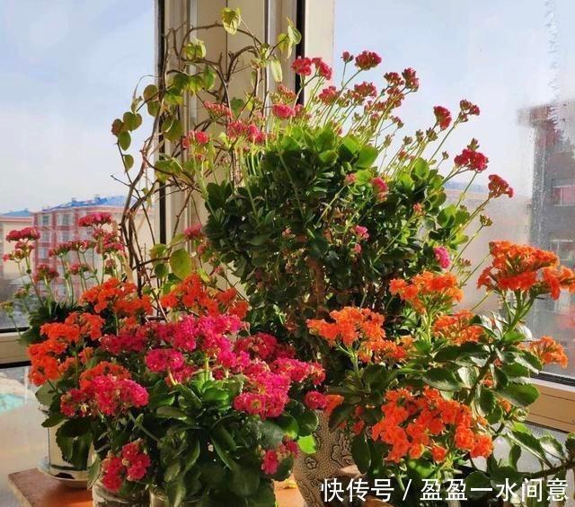 长寿花土里埋点“它”,7天蹭蹭冒白根,轻松度夏,独苗变老桩!