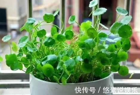 扦插|快死掉的花卉,浇点它有起死回生功效!