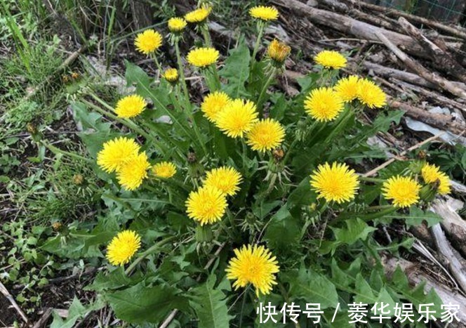 自己晒的蒲公英喝着放心老中医再次提醒,答案或和你想的不一样