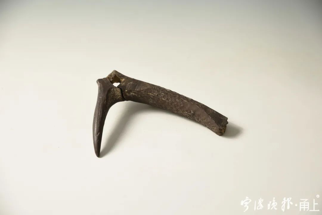  2号护岸|罕见！宁波又有重大发现！