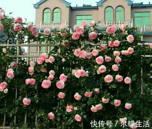 花卉|去闺蜜家发现，院子里没有一处空地，遍地是花卉，做法好高级