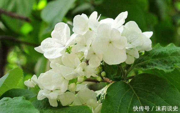 4种花美翻天,全年开花色彩斑斓,入手不亏