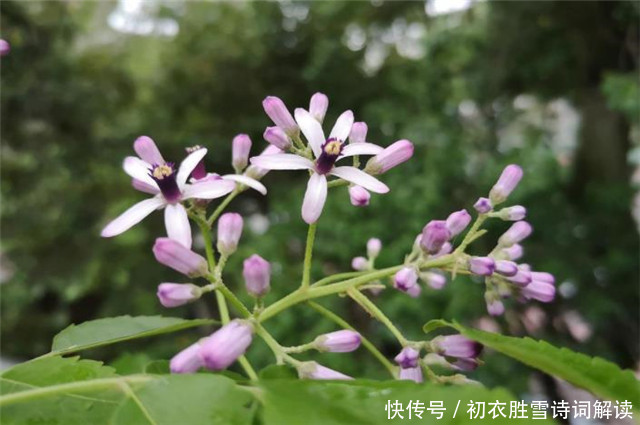 晚春花信风之楝花六首 蔌蔌清香细 又见春光到楝花 全网搜
