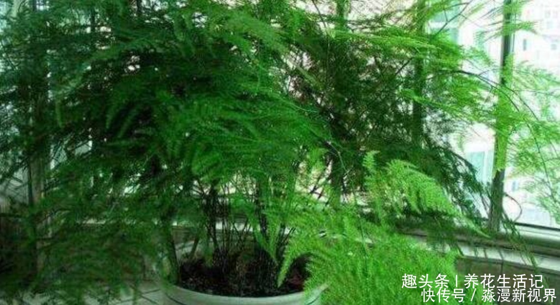 绿油油|文竹枝叶枯黄,改善“3个”关键处,新芽萌发绿油油!